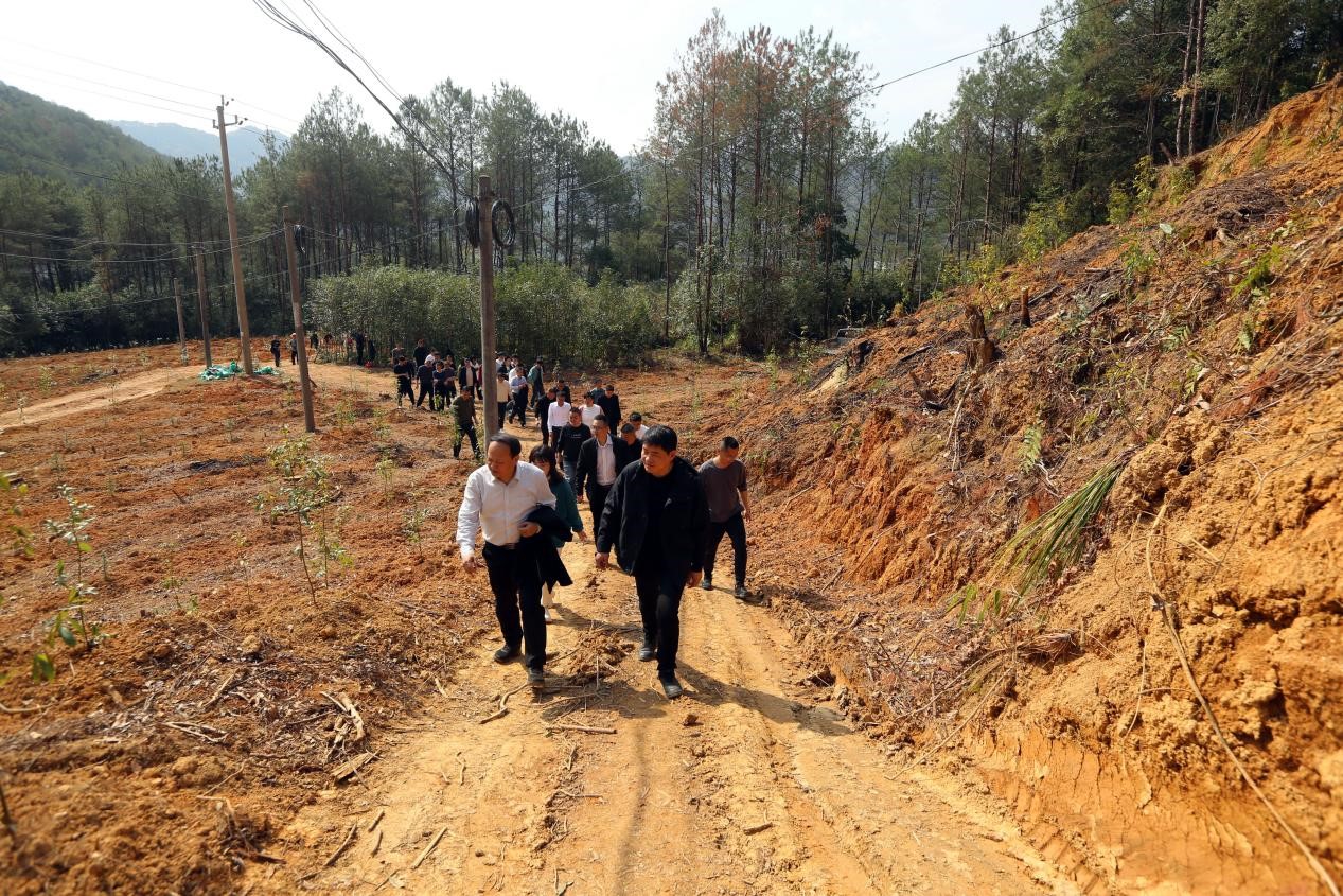 不負春光好，搶播萬畝林 ——將樂縣村企合作造林工作現(xiàn)場會在福建金森召開