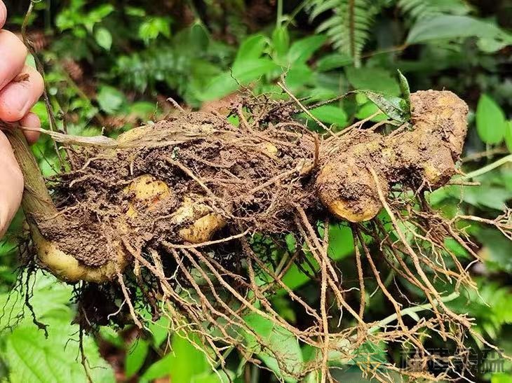 漠源琵琶丘基地黃精試種擴(kuò)容！金森探索林藥共生新路徑